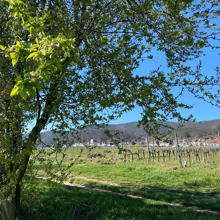 Pfalzrebel Neustadt an der Weinstrasse